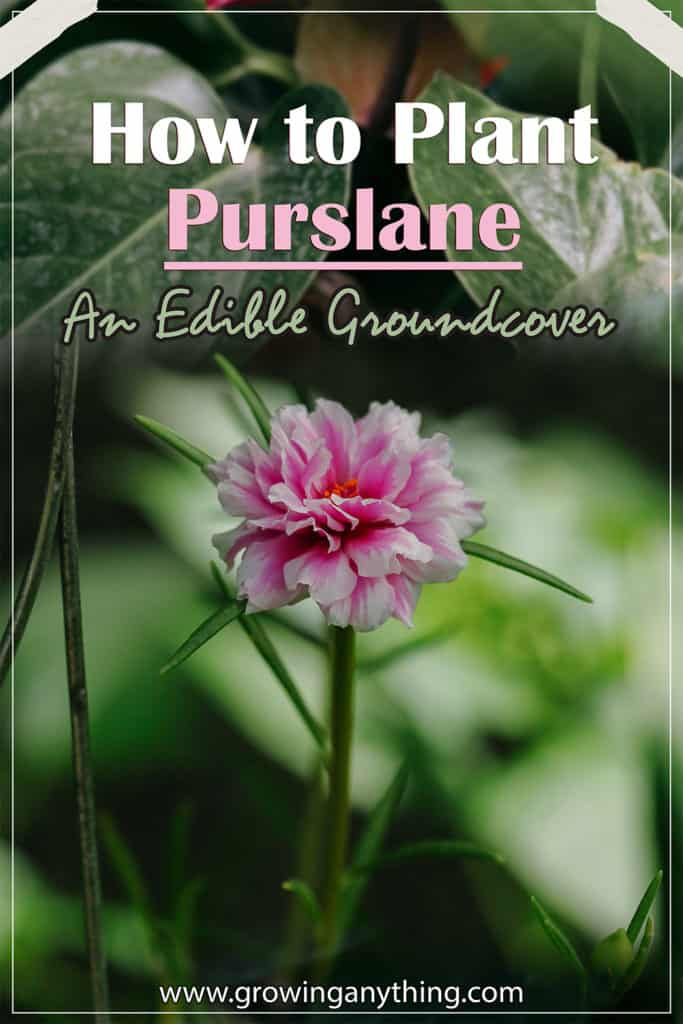 How To Plant Purslane