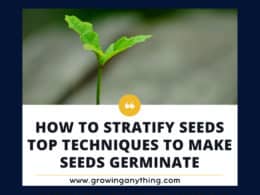 How To Stratify Seeds