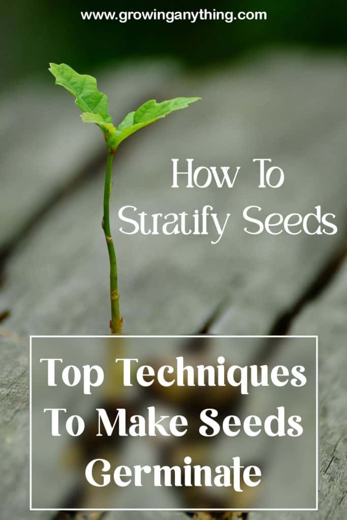 How To Stratify Seeds