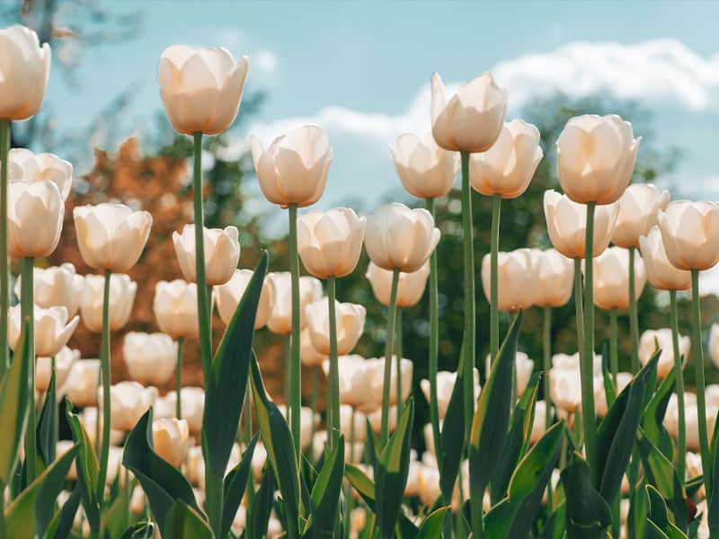 How White Tulip Flowers Grow In a Tulips Field