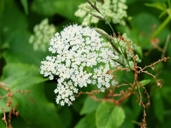 Inflorescence summer forest