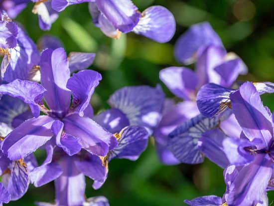 Siberian Iris