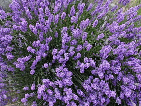 Lavender bush