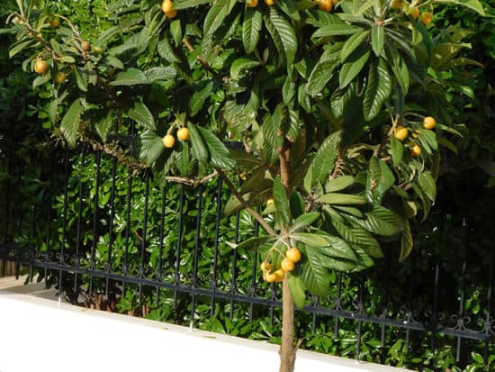 Loquat Eriobotrya Japonica Tree Fruit Springtime