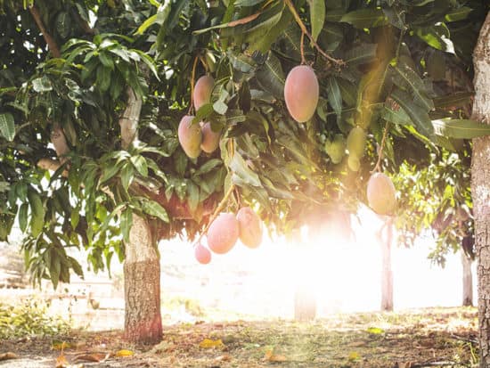 Mangoes on Branch Sunrays