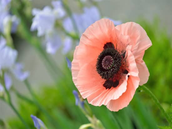 Oriental poppy