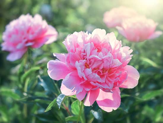 Pink Flower Peonies Flowering