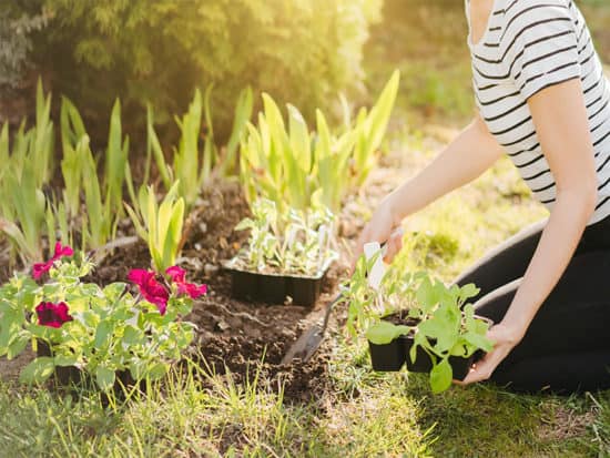 Planting petunia