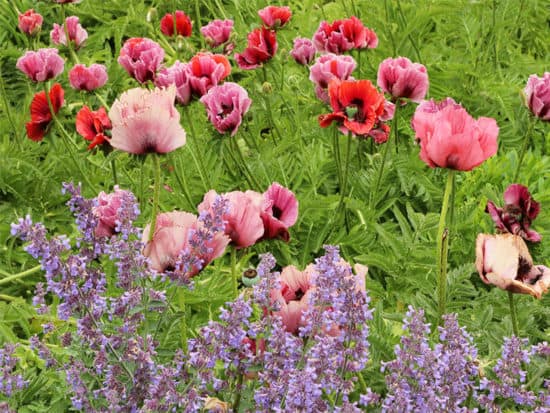 Plum oriental poppy