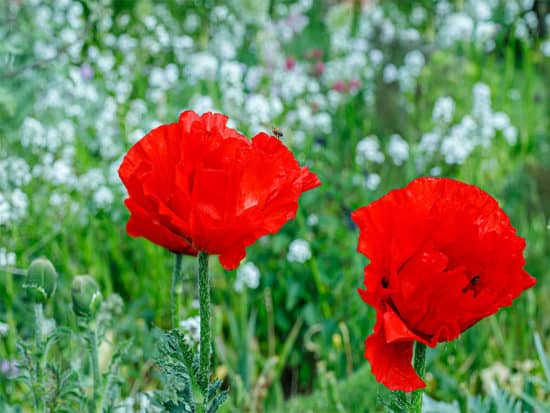 Poppy flowers