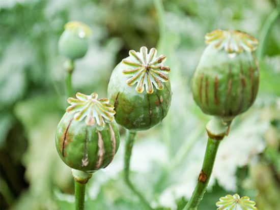 Poppy head opium