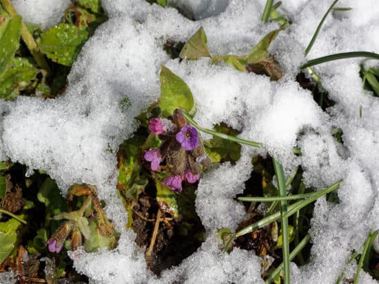 Pulmonaria officinalis