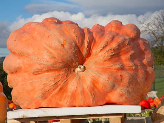 Pumpkins From the Giant 