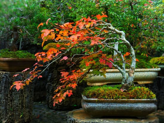 Red Maple Bonsai Tree Growth Pot