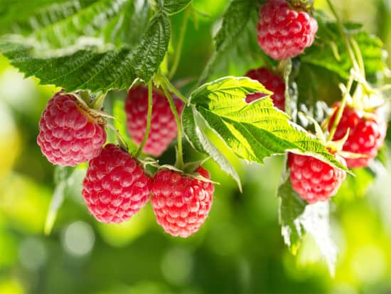 Ripe raspberries on a branch