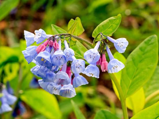Sky Blue Flowers Virginia Bluebells Plants