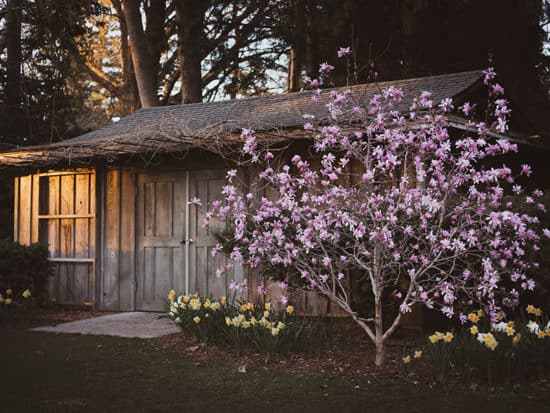 Small Wooden Hous Blooming Magnolia Tree