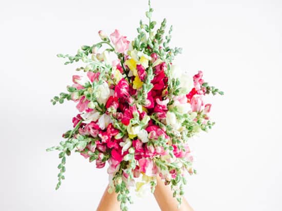 Snapdragon flowers bouquet