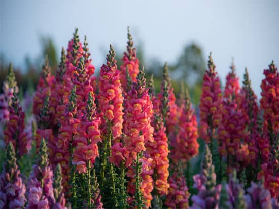 Snapdragon flowers in nature