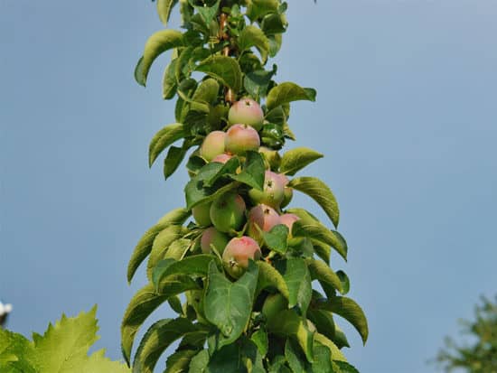 The fruit from the columnar apple