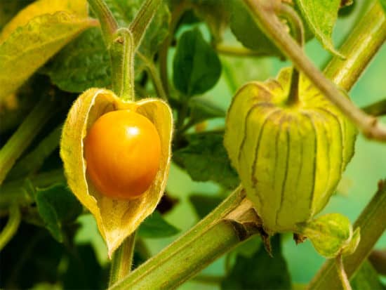 The fruit is about to be harvested