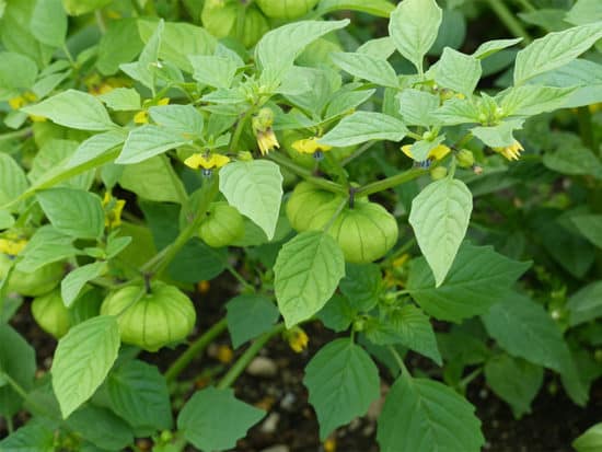 The harvesting season for green tomatillos