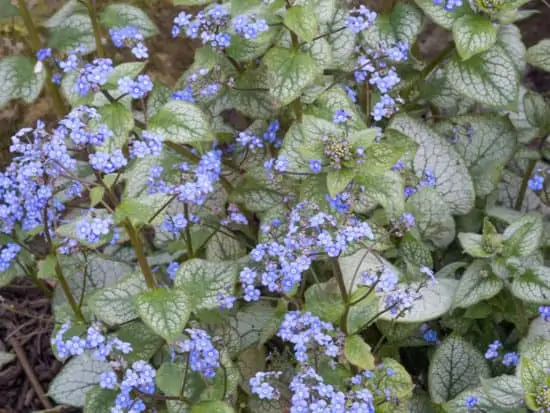 Tiny Brunnera Jack Frost Flowers Growing On Silvery Leaves