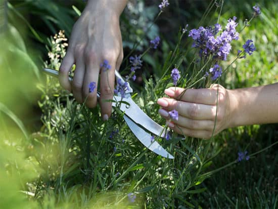 Transplanting lavender