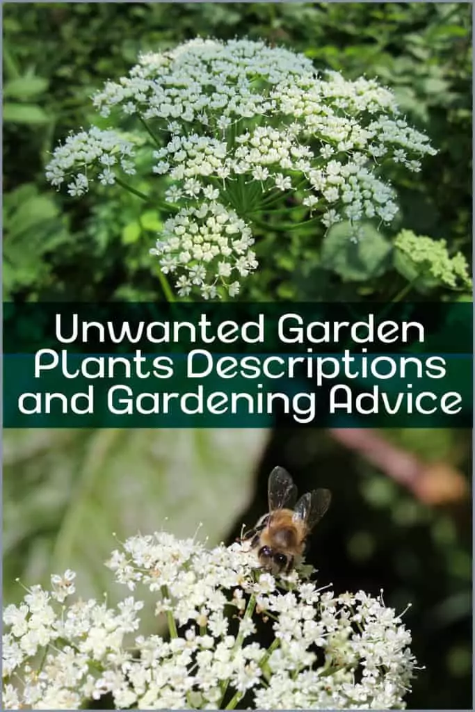 Unwanted Garden Plants