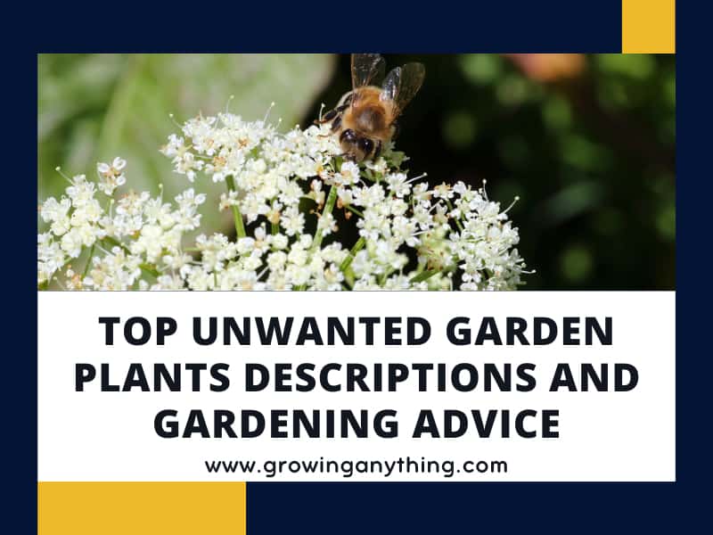 Top 10 Unwanted Garden Plants Gardening Advice