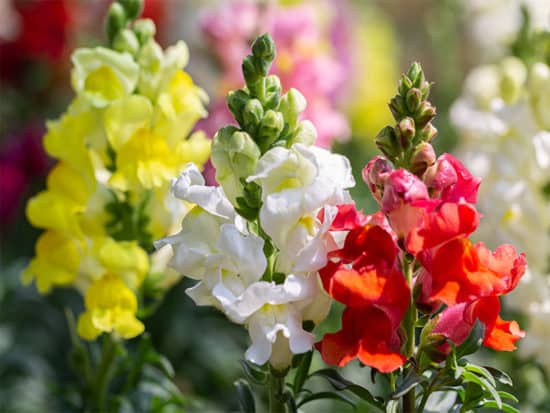 Vibrant colorssof snapdragon flower