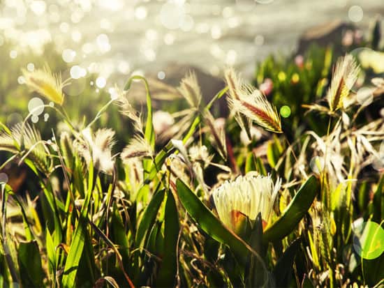 White ice plant