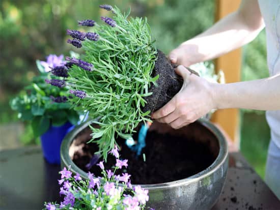 Woman cuts lavender