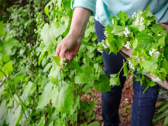 Woman picking invasive