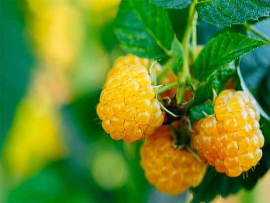 Yellow raspberries