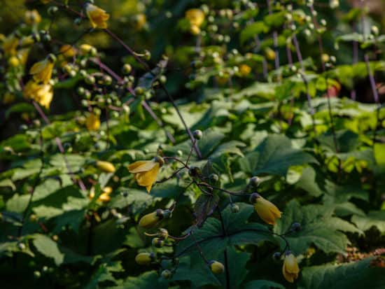 Yellow Wax Bells Growing in a Shady Garden