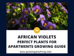 African Violets