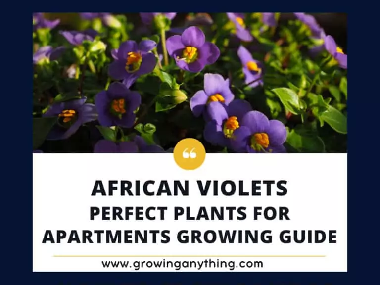 African Violets