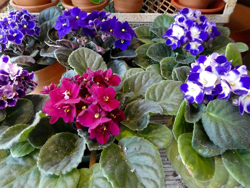 African violets