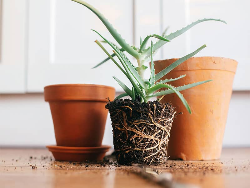 Aloe vera roots ground repot bigger