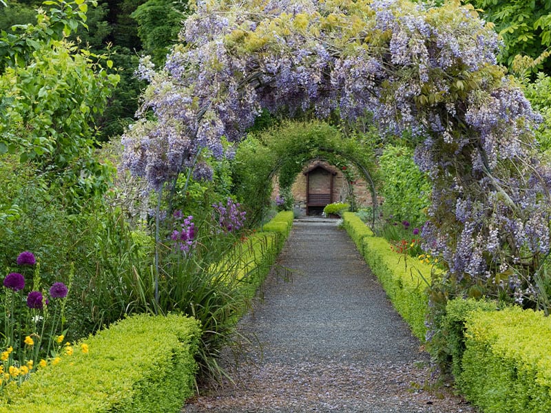 Arch of Wisteria Plant in Blossom