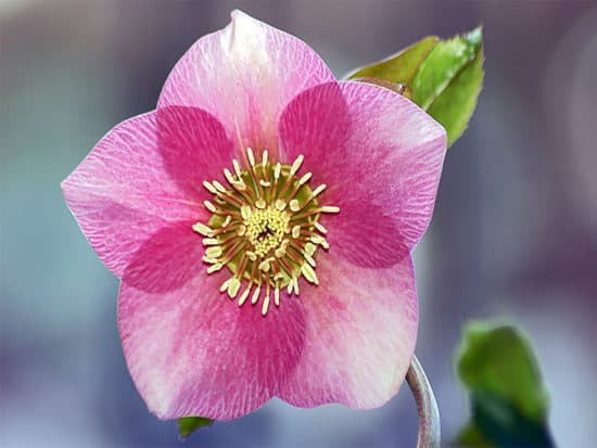 Beautiful pink hellebore flower