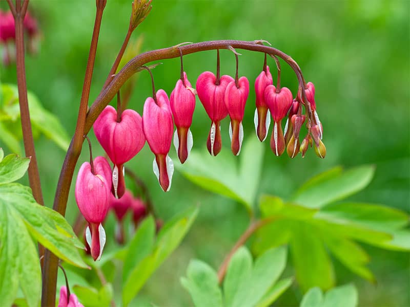 Bleeding heart flower dicentra spectabilis