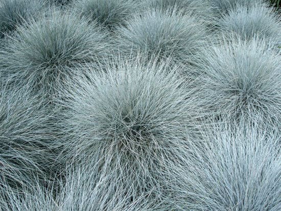 Blue fescue grass family