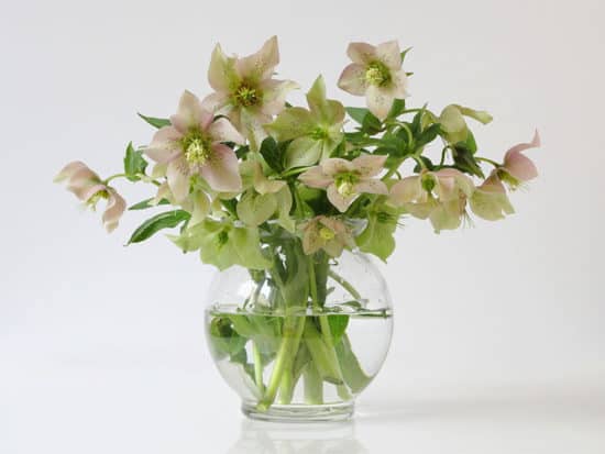 Bouquet spring hellebore flowers