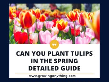 Can You Plant Tulips