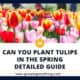 Can You Plant Tulips