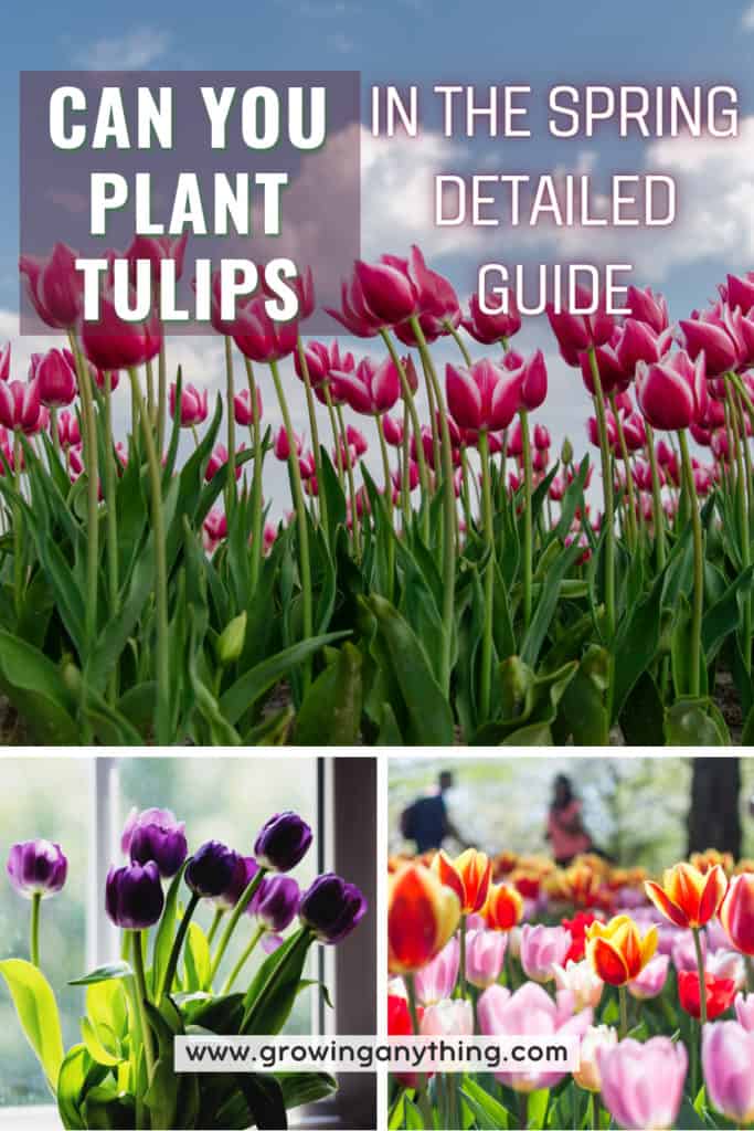 Can You Plant Tulips