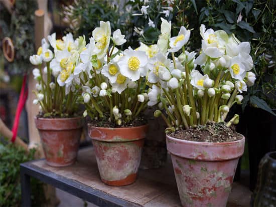 Christmas rose blooming flowers