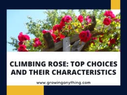 Climbing Rose